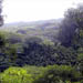 bambooforrest3