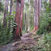 waysidetrailtrees