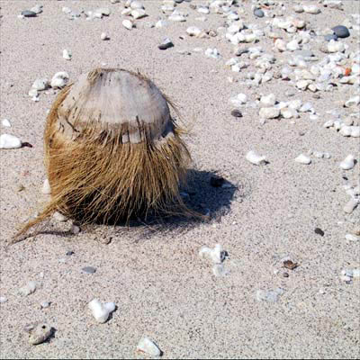 shellbeachcocnut