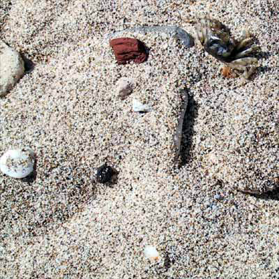 shellbeachcrab