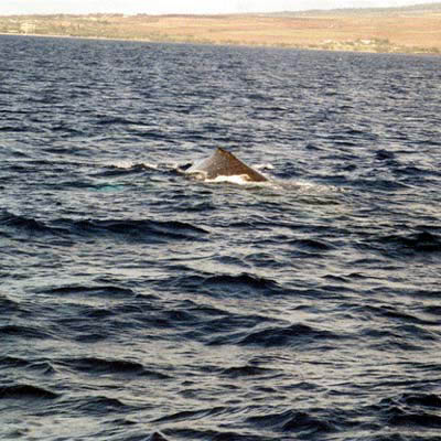 humpback2