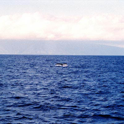 perfectfluke