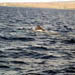 humpback2