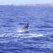 humpbackbreach