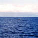 perfectfluke